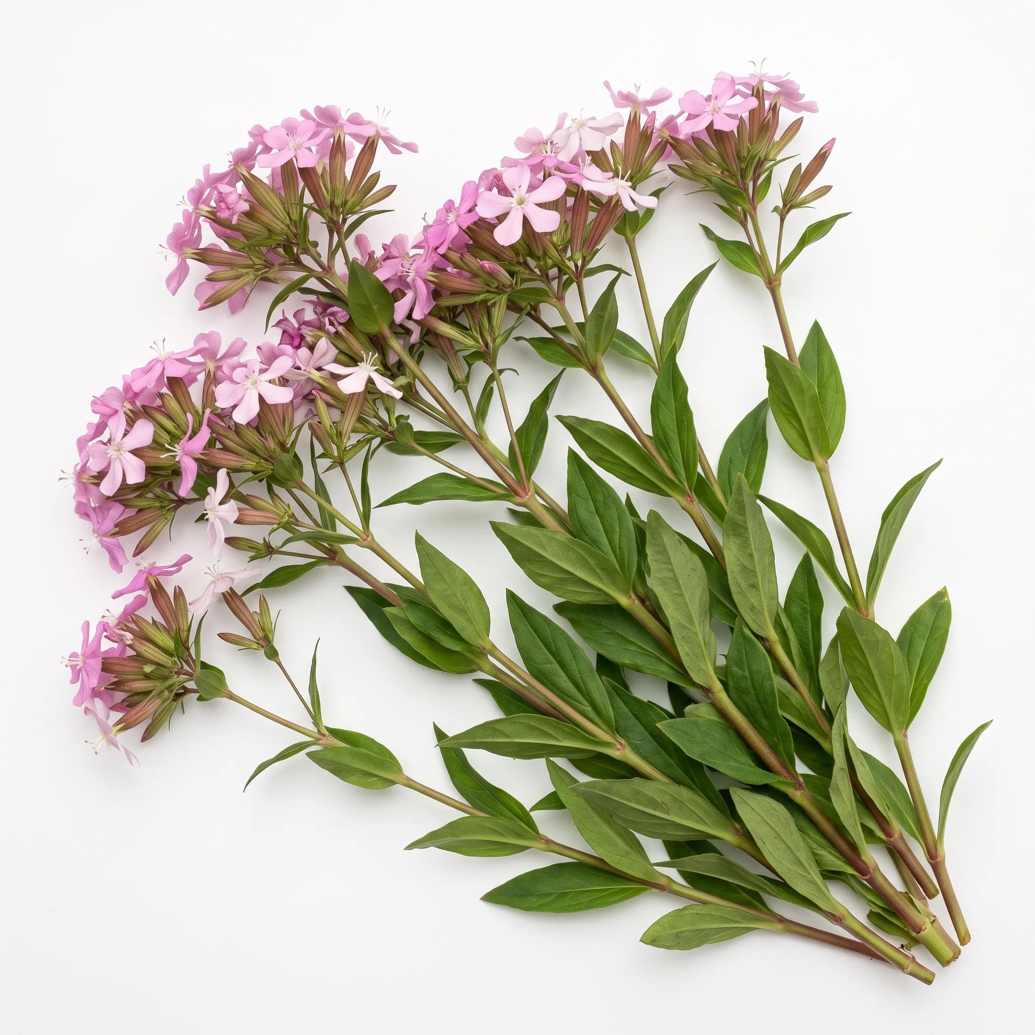 Pied entier de saponaire officinale en fleur sur fond blanc — SemiSauvage