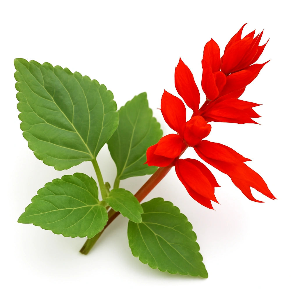 50 Hạt Xô Thơm Rực Rỡ Lửa Lễ Hội Thánh Jean (Salvia splendens)