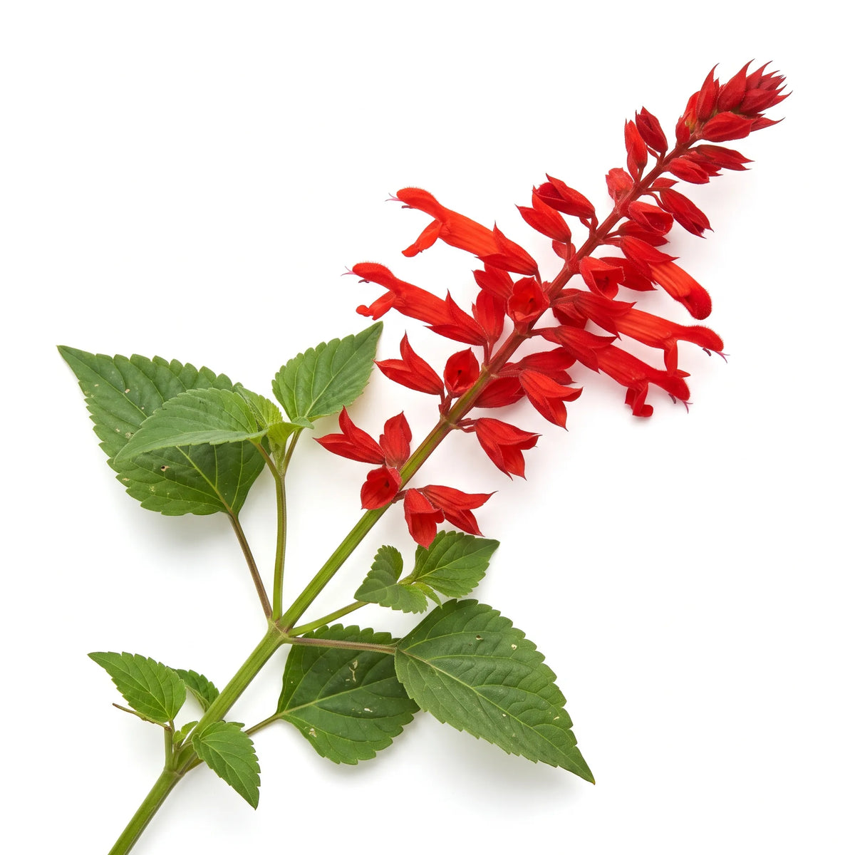 Rameau fleuri de sauge éclatante Feu de la Saint-Jean à épi écarlate, sur fond blanc