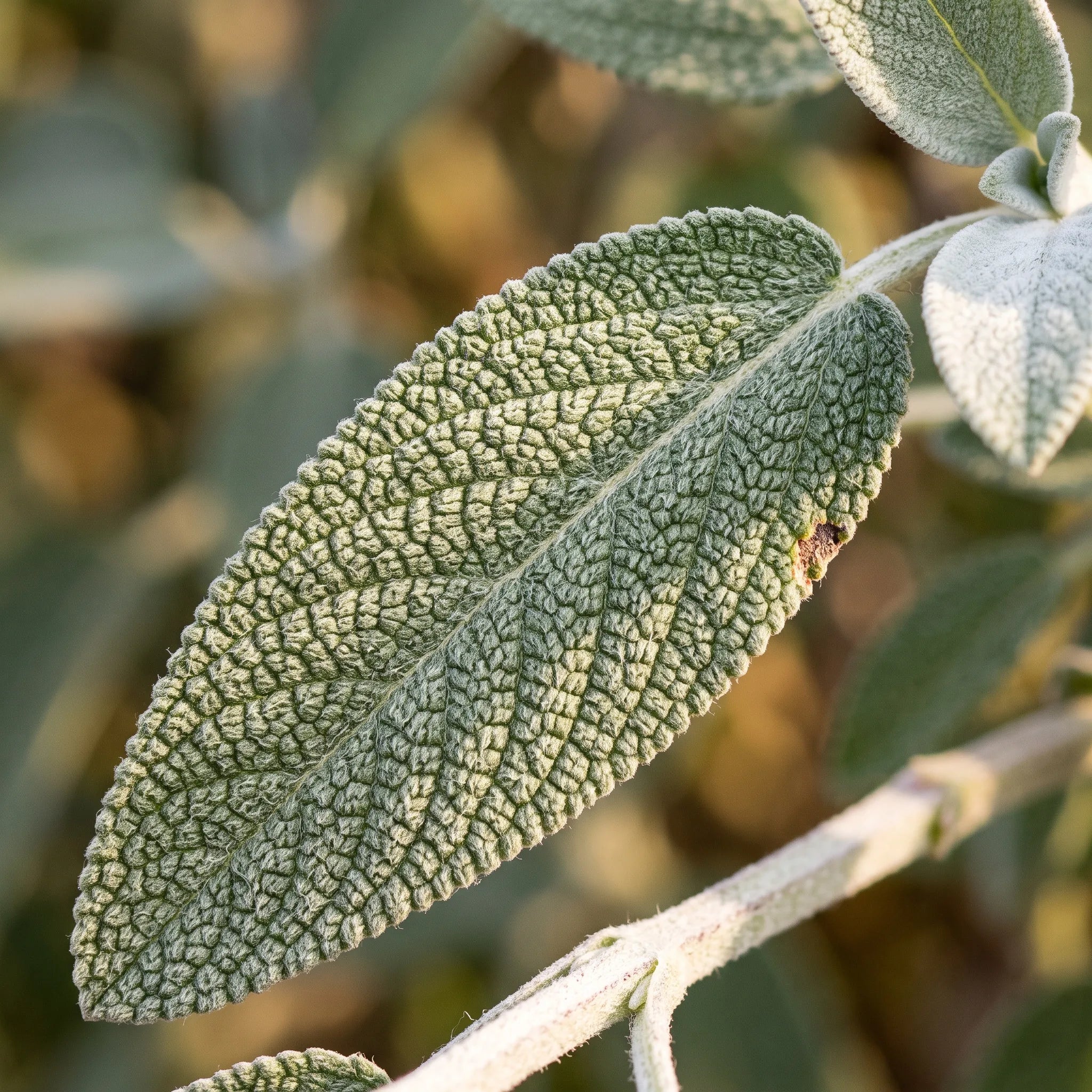 Macro d'une feuille de sauge officinale montrant sa texture gaufrée et tomenteuse — SemiSauvage