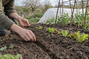 Semis dans un sillon au printemps, près de jeunes laitues, de pois et d’un tunnel de protection.