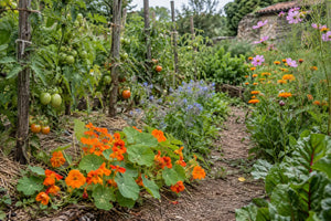 Capucines, bourrache, soucis et cosmos bordent des rangs de tomates dans un potager.