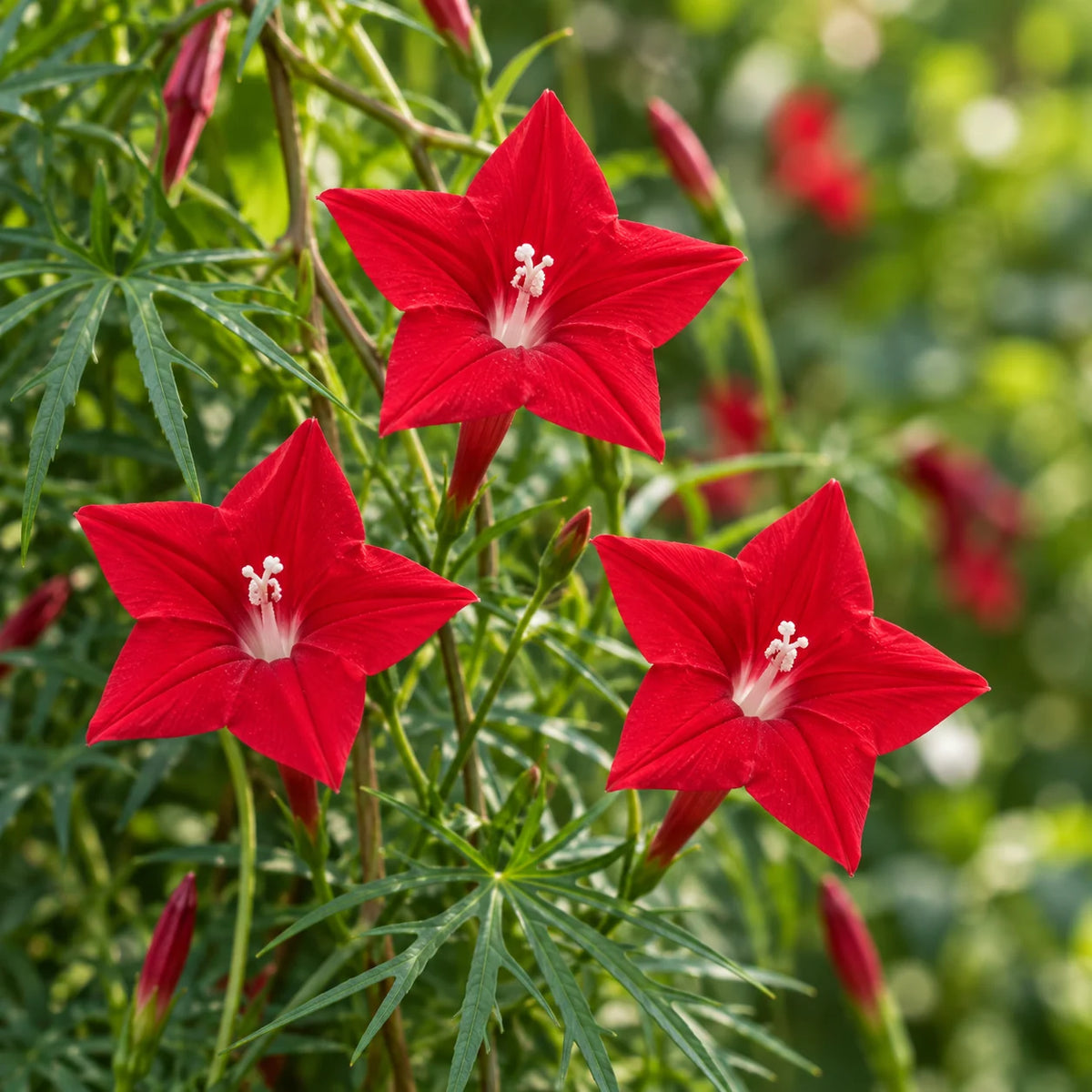 Fleurs rouge écarlate d’ipomée cardinal et feuillage découpé