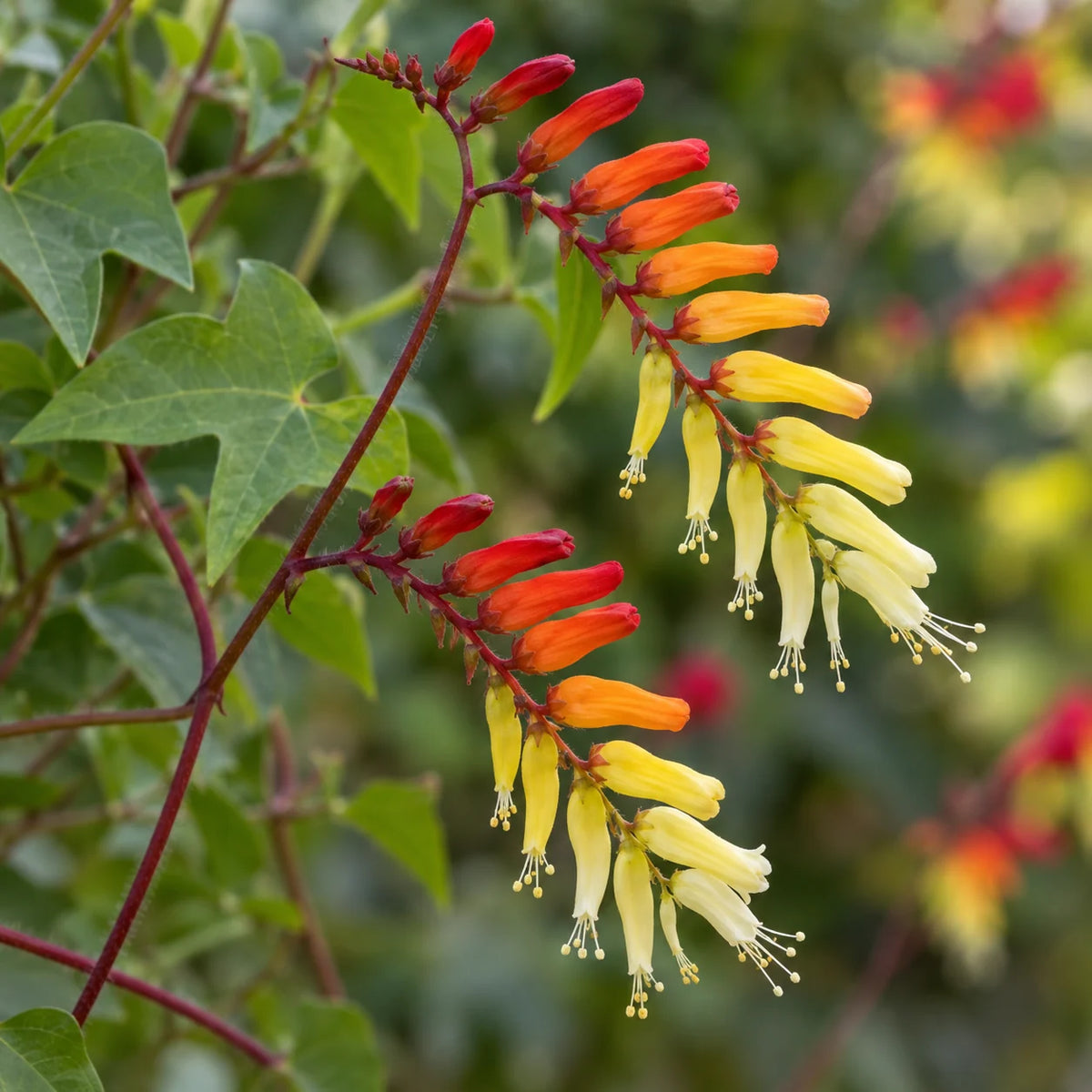 Gros plan sur les grappes rouges, orange et crème de la plume d’Indien