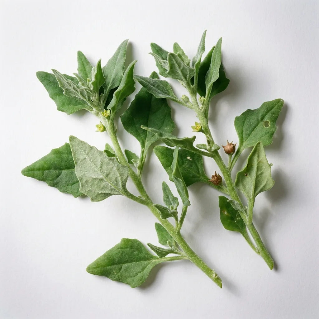 Rameaux de tétragone cornue (Tetragonia tetragonioides) aux feuilles triangulaires charnues, sur fond blanc — SemiSauvage