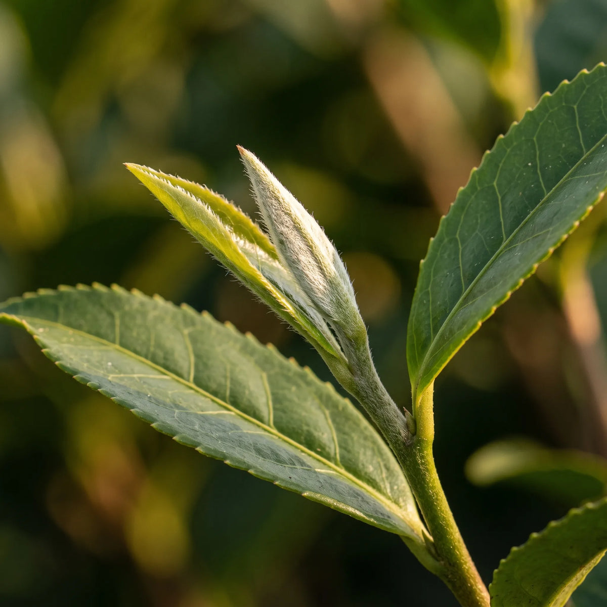 茶树银色绒毛芽和最初两片叶子的微距特写 — SemiSauvage