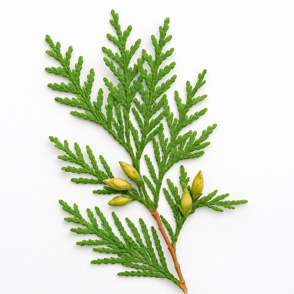 35 Frø af Kæmpe Thuja (Thuja plicata)