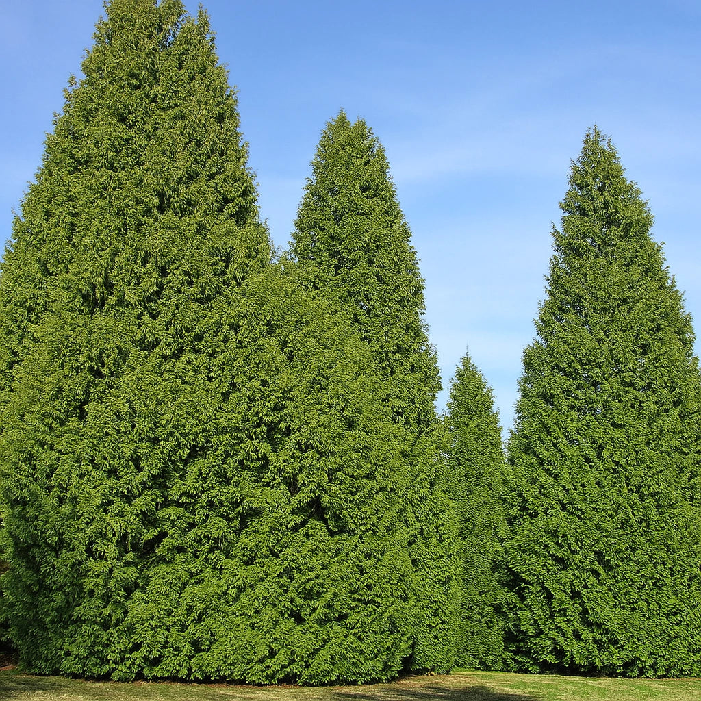 35 Frø af Kæmpe Thuja (Thuja plicata)