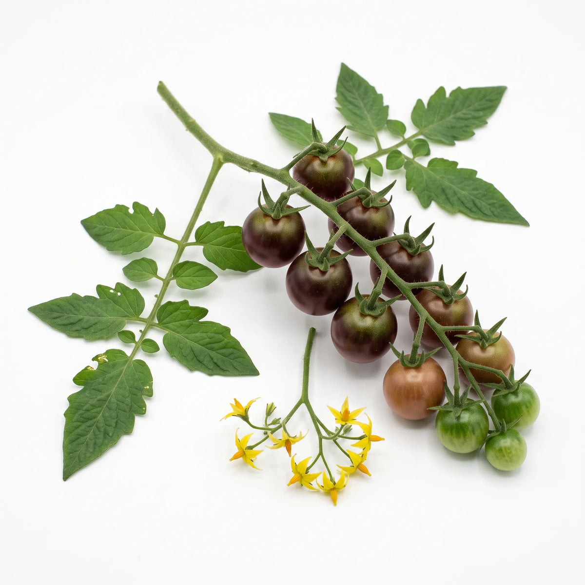 Rameau de tomate cerise Black Cherry sur fond blanc avec grappe, feuilles et fleurs