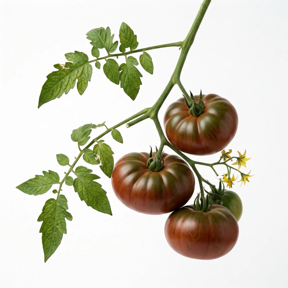 黑克里米亚番茄种子(法国原产)(Solanum lycopersicum) — 图片 3