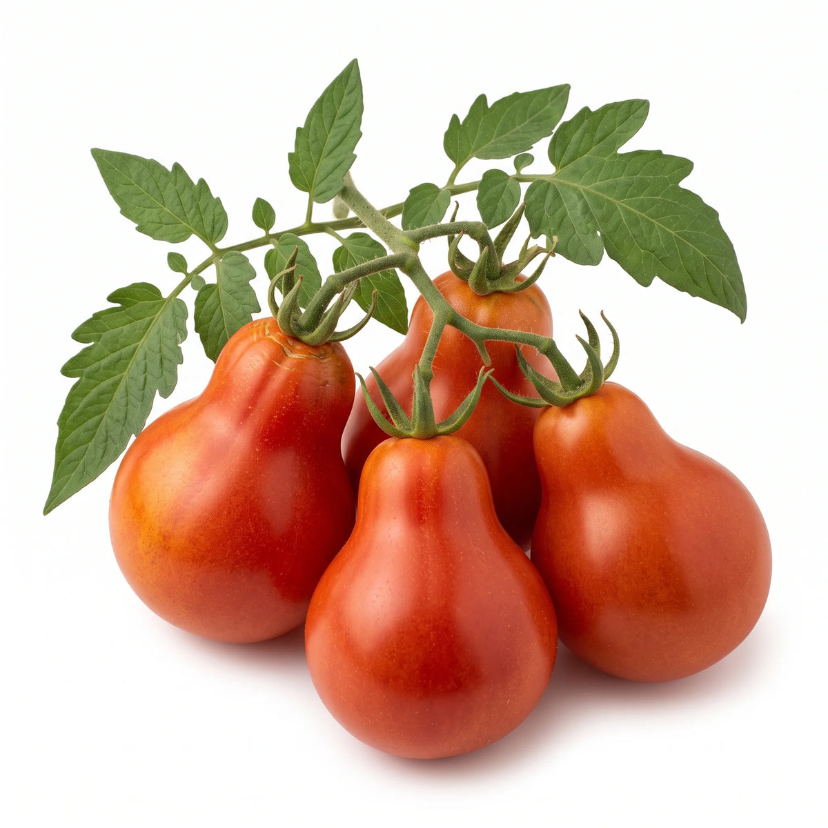 Grappe de tomates Red Pear en forme de poire, rouge profond, sur fond blanc