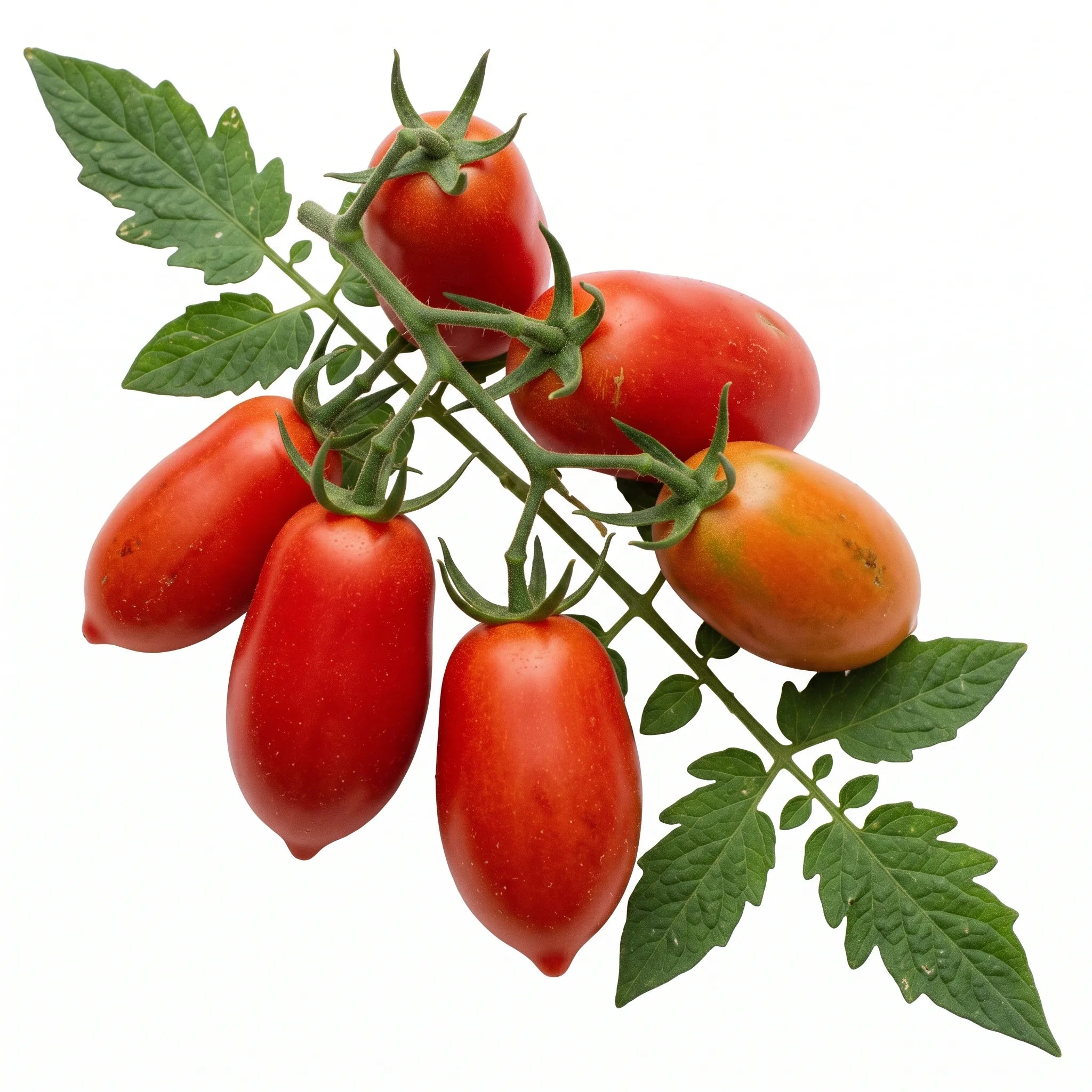 Grappe de tomates San Marzano allongées à bout pointu, sur fond blanc