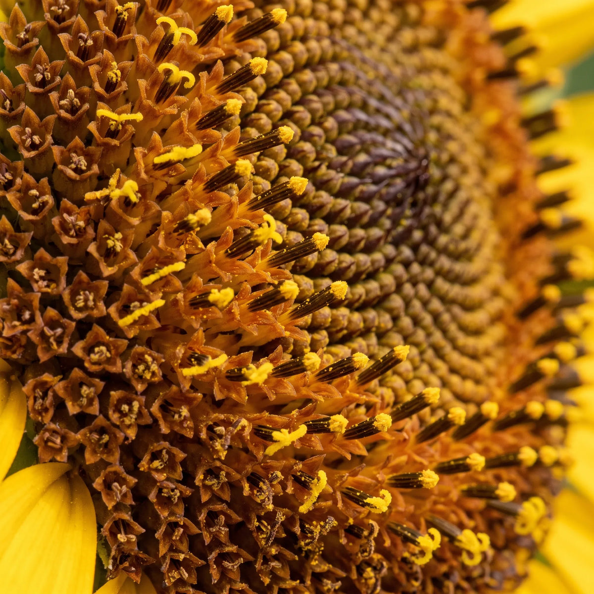 Macro du disque d'un tournesol montrant les spirales de fleurons et le pollen — SemiSauvage