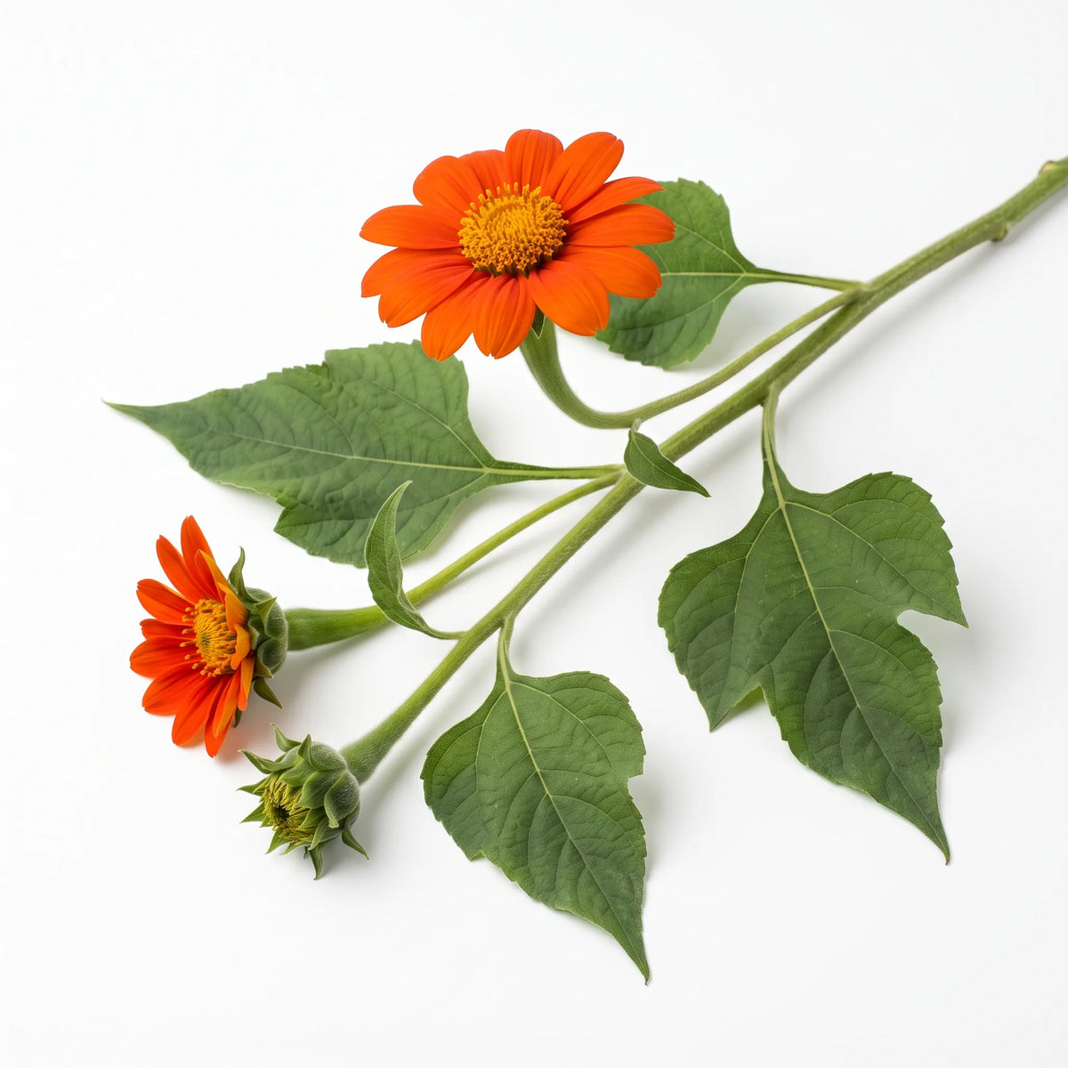 Tige de tournesol mexicain (Tithonia rotundifolia) sur fond blanc avec capitules et feuilles