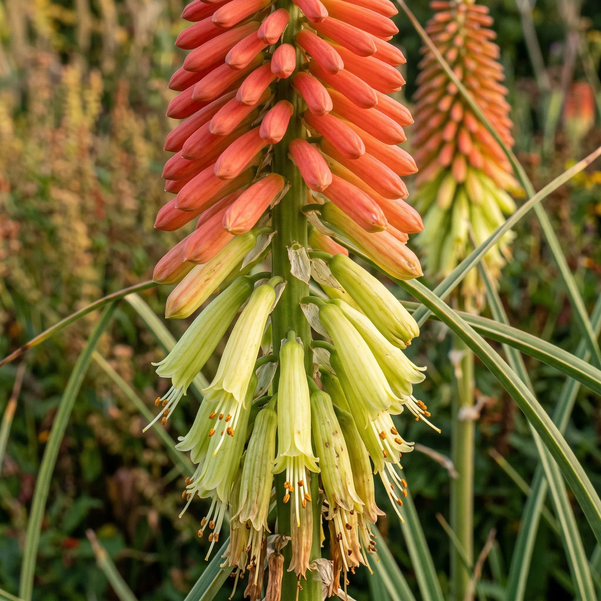 トリトマの種(Kniphofia uvaria) — 画像 3