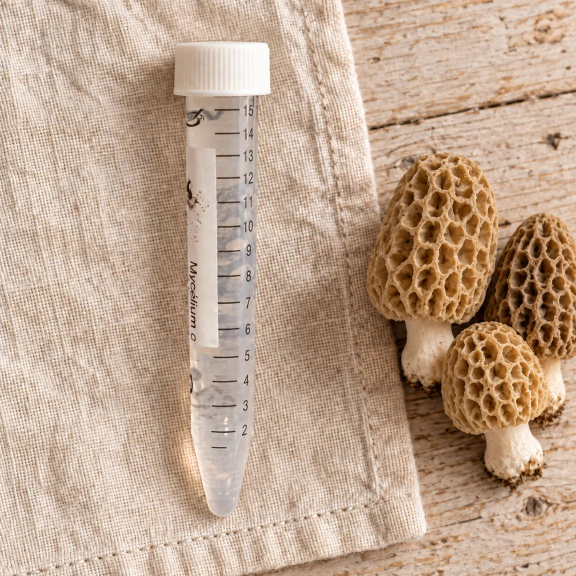 Tube de mycélium liquide de morille blonde de 15 ml, sur un linge écru avec les champignons correspondants.
