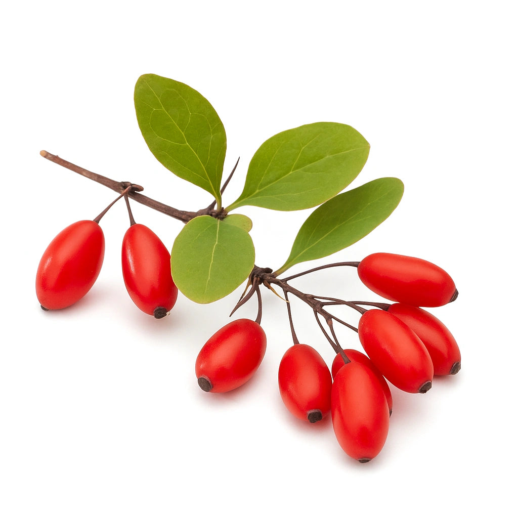 30 비넷티에 씨앗 (Berberis vulgaris hispanica)