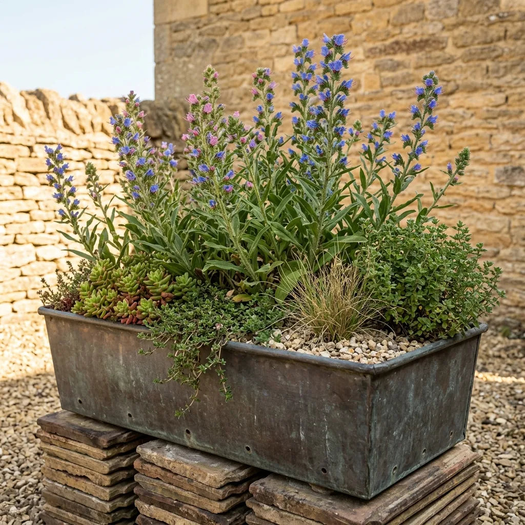 普通蓝蓟种子(Echium vulgare) — 图片 4