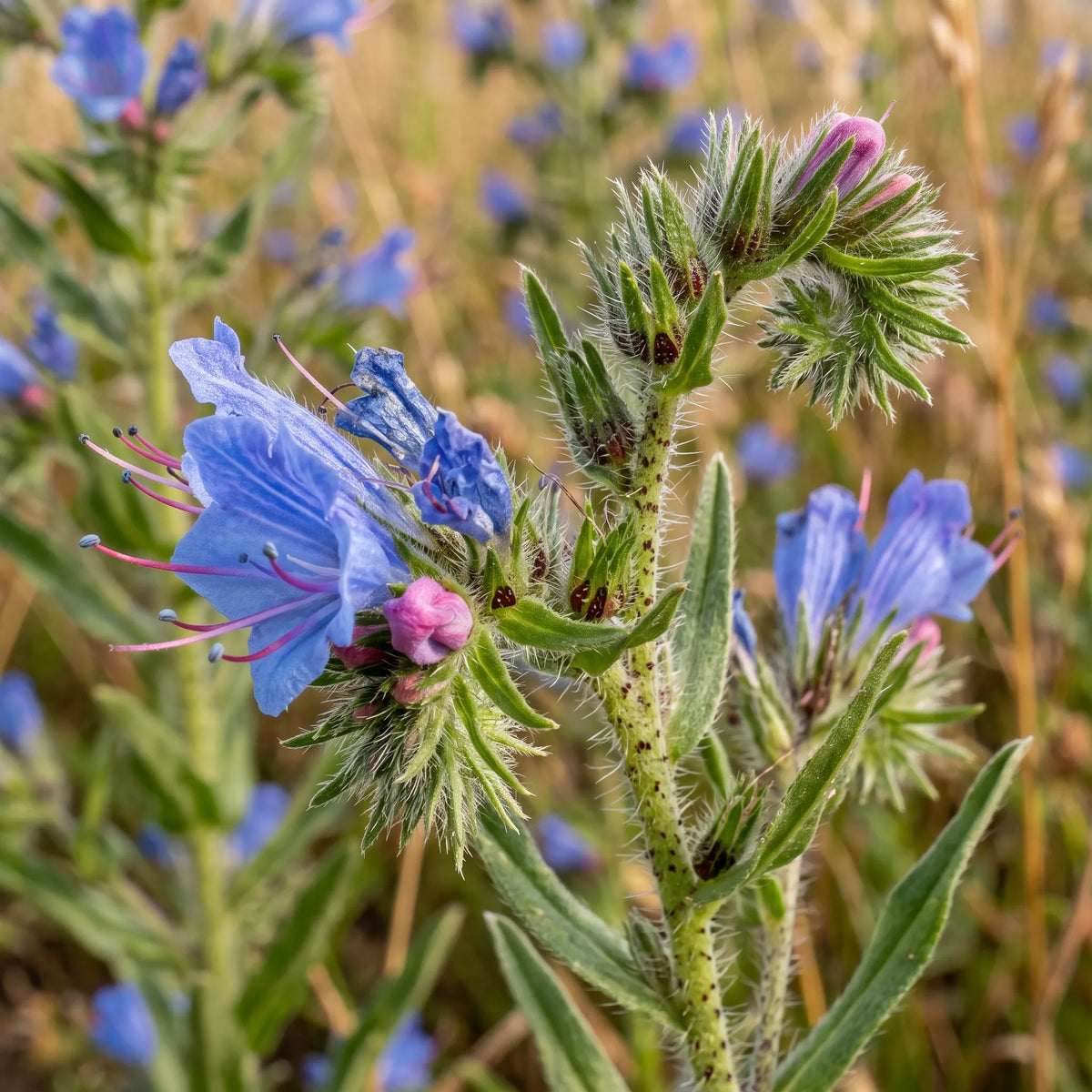 普通蓝蓟种子(Echium vulgare) — 图片 3