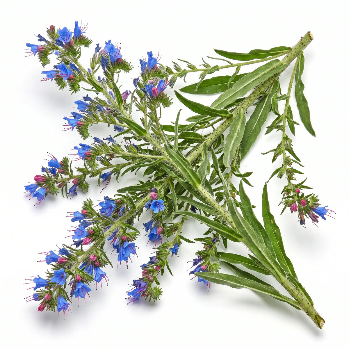 Pied entier de vipérine commune en fleur sur fond blanc — SemiSauvage