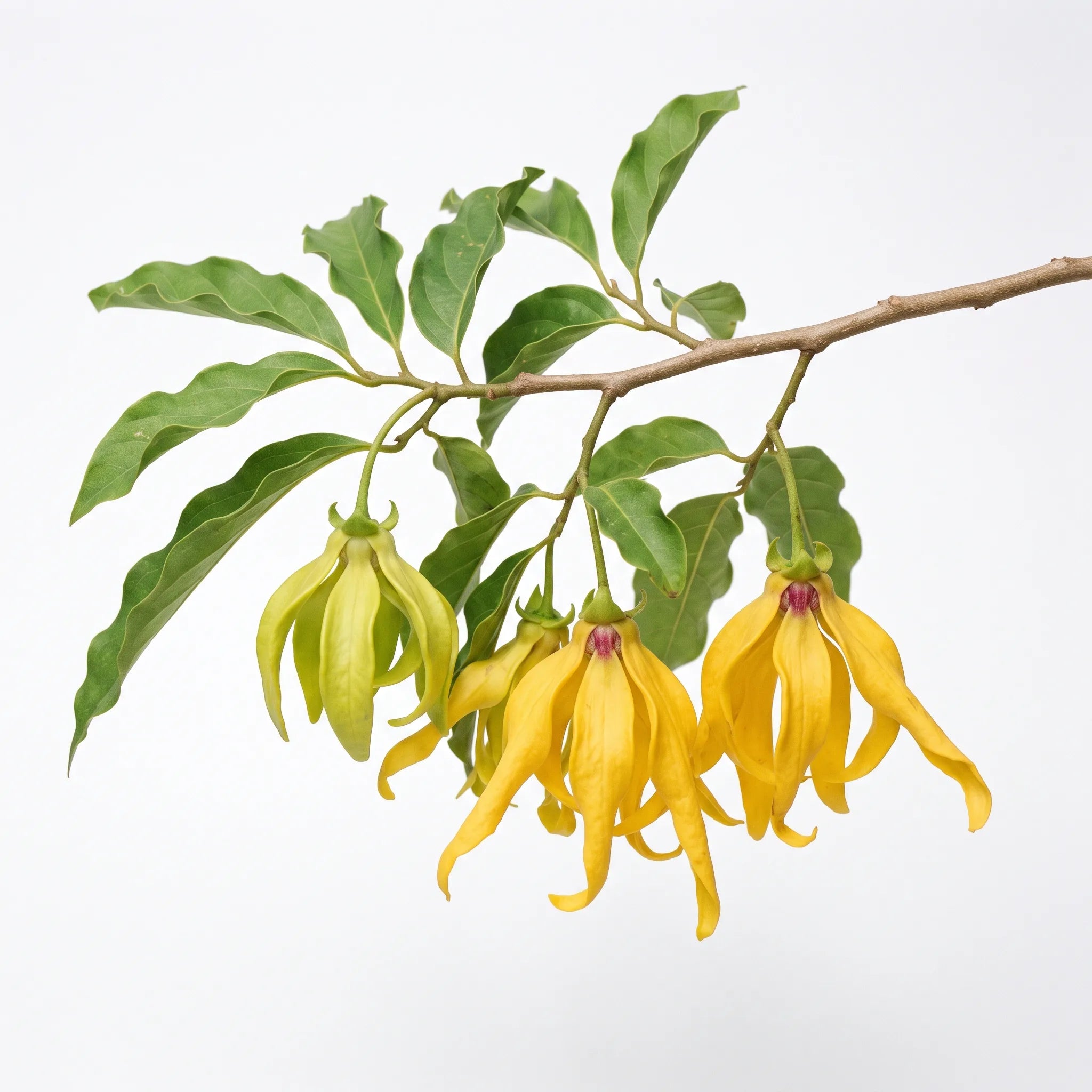 Rameau fleuri d'ylang-ylang (Cananga odorata) aux fleurs pendantes sur fond blanc — graines reproductibles SemiSauvage