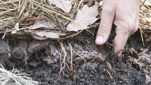 Main soulevant le paillage d'une planche pour découvrir le foin et les feuilles de chêne du dessus, la couche feutrée intermédiaire, puis l'humus grumeleux presque noir