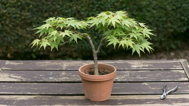 Criar um bonsai a partir de uma semente: guia passo a passo