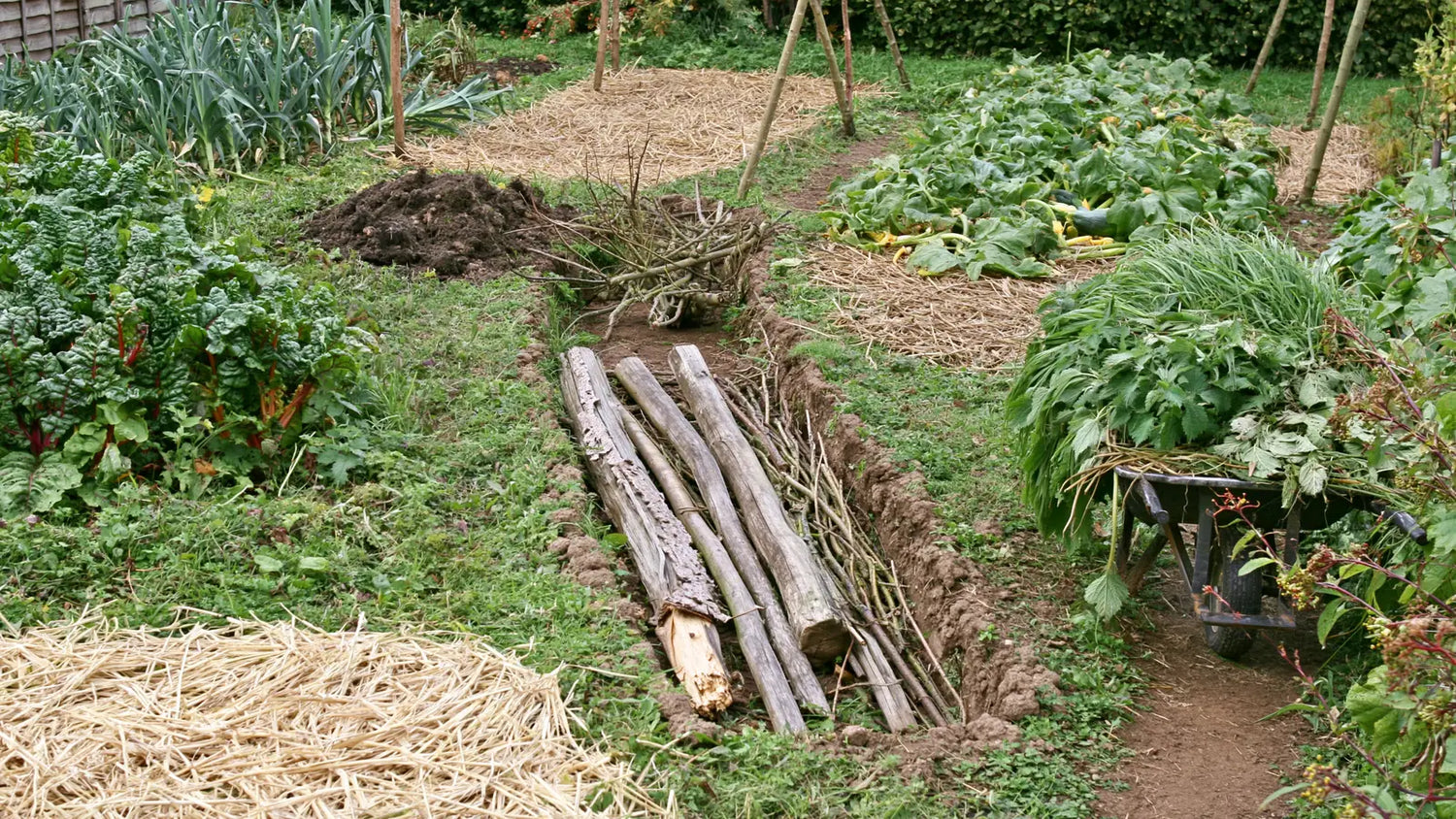 Tranchée creusée à la main au milieu d'un potager pour monter une butte à cœur de bois enterré, rondins et branchages posés au fond, tas de terre d'un côté et brouette de déchets verts de l'autre