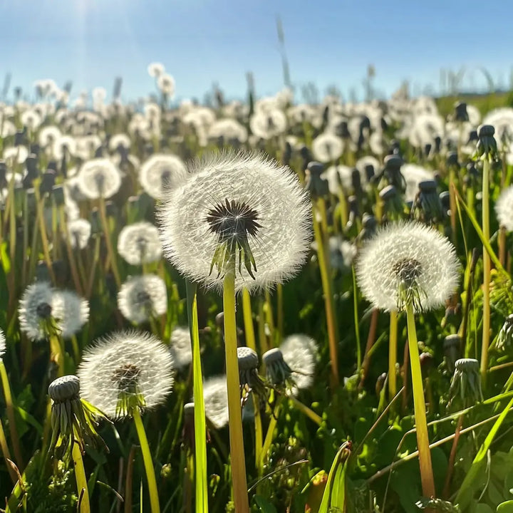 Pourquoi planter à la Sainte-Catherine ? Les dates clés du calendrier des saints jardiniers