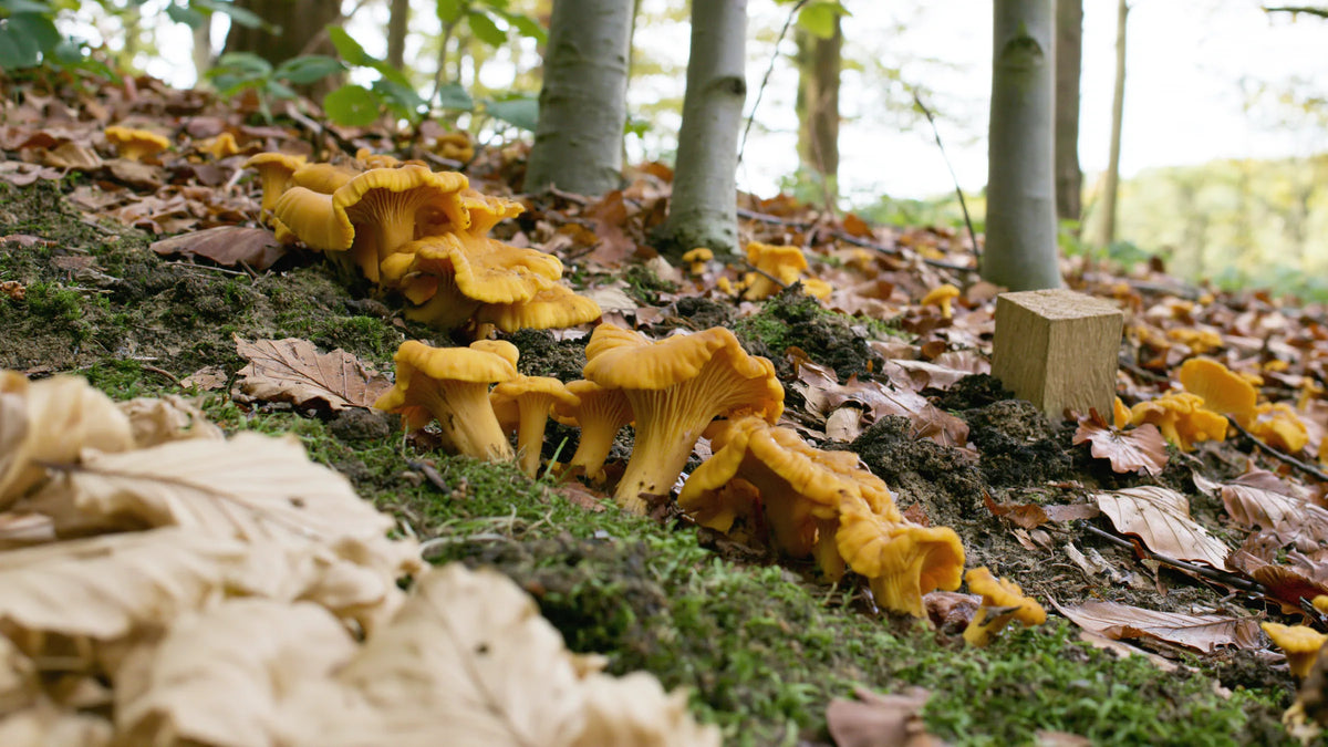 Girolles dans la litière d'une hêtraie claire, chapeaux jaune d'œuf en entonnoir et plis épais fourchus descendant sur le pied.