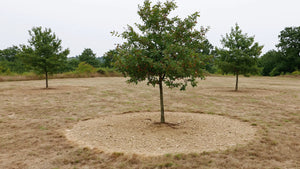Jeune chêne entouré du brûlé, ce cercle de terre nue où l'herbe ne pousse plus, seul signe visible d'un champignon mycorhizien installé.