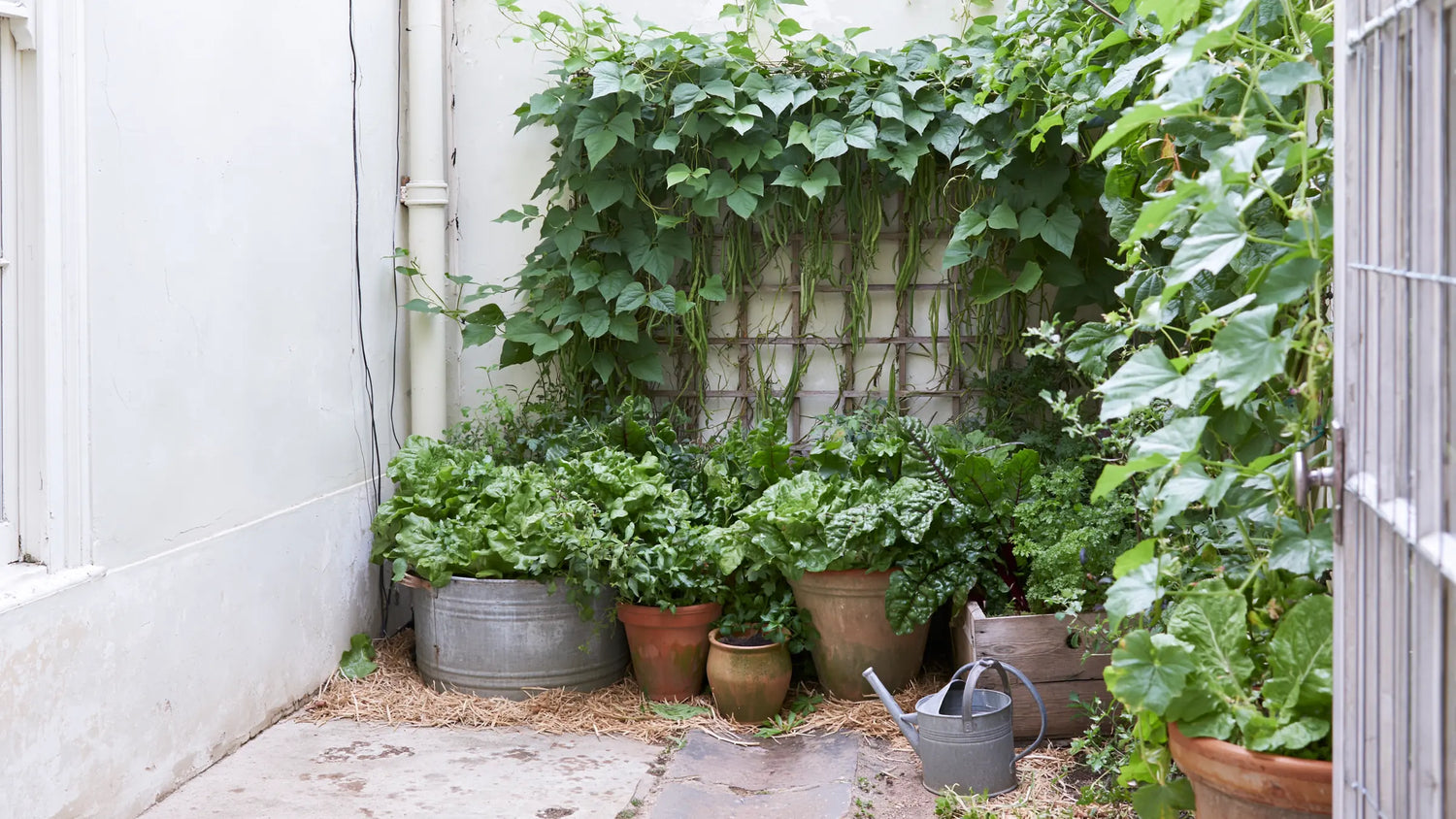 Cour de ville close de murs clairs, un treillis de haricots grimpants couvrant un mur et des contenants dépareillés plantés de salades, blettes et aromatiques à son pied, sur paillage de paille