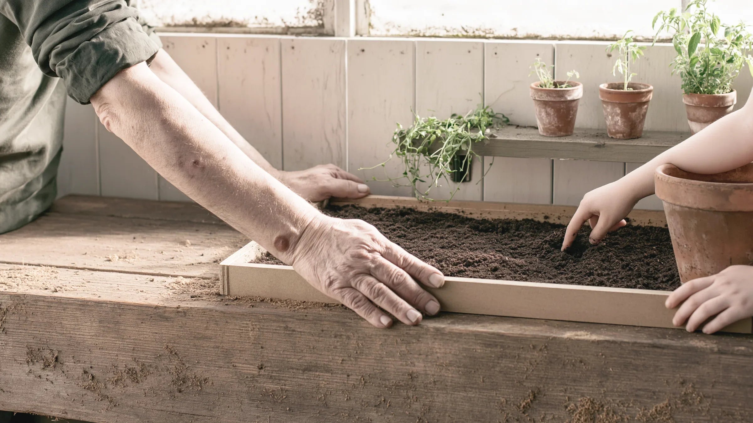 Les mains d'un homme âgé tiennent un bac à semis pendant qu'une main d'enfant creuse un trou dans le terreau, dans un vieil atelier de jardin.