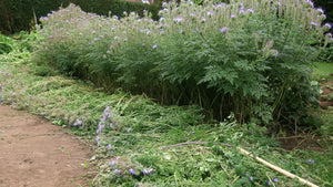 Planche de phacélie en début de floraison, à moitié fauchée au ras du sol et laissée sur place en paillage, la faucille posée sur les tiges coupées.