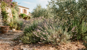 Jardin méditerranéen avec lavande, thym et olivier, exemples de plantes résistantes à la sécheresse