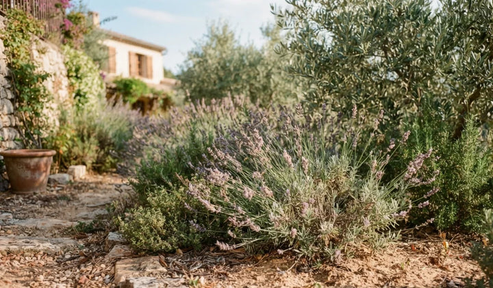 Drought-Resistant Plants: Which Seeds to Choose for a Water-Wise Garden