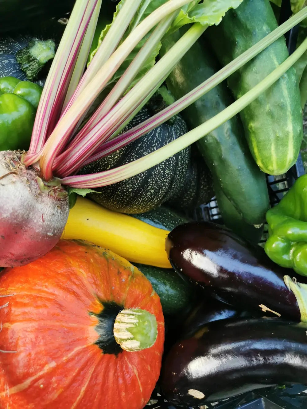 Jardin potager luxuriant — dictons du jardinier SemiSauvage