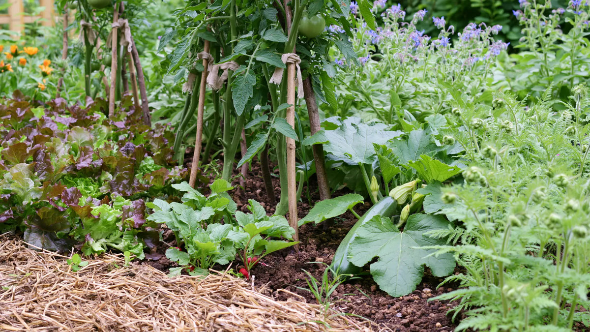Planche de potager en juin où cohabitent cinq familles de plantes : laitues à couper, radis, tomates tuteurées sur perches de noisetier, courgette débordant sur l'allée paillée, bourrache et souci en fleur, et une bande de phacélie sur la planche libre