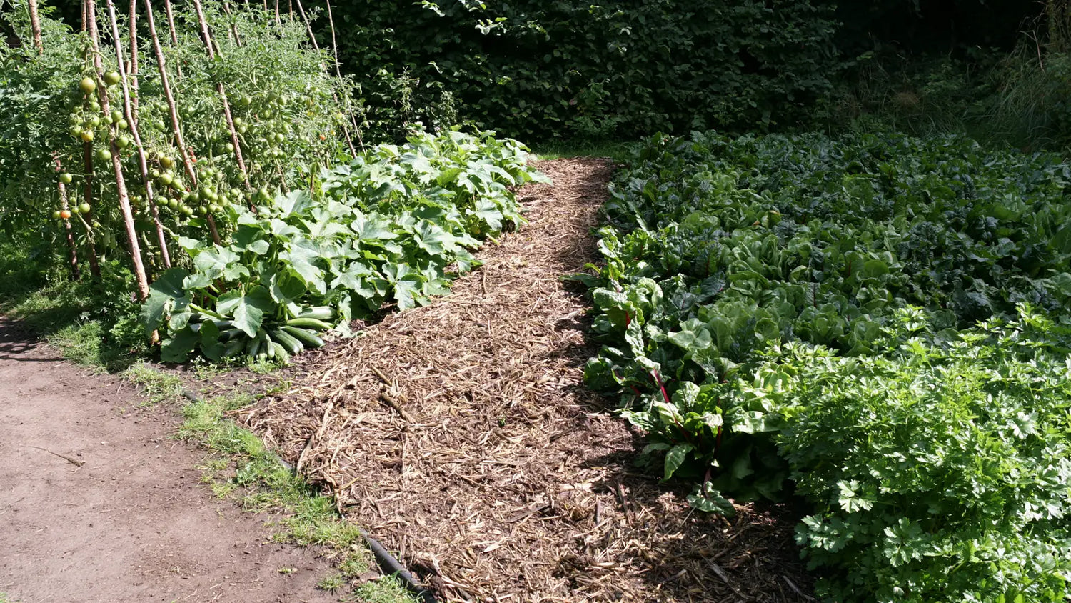 Potager où les cultures sont réparties selon l'exposition, légumes-fruits tuteurés et courgettes du côté ensoleillé, blettes et feuillages du côté ombragé, séparés par une allée paillée