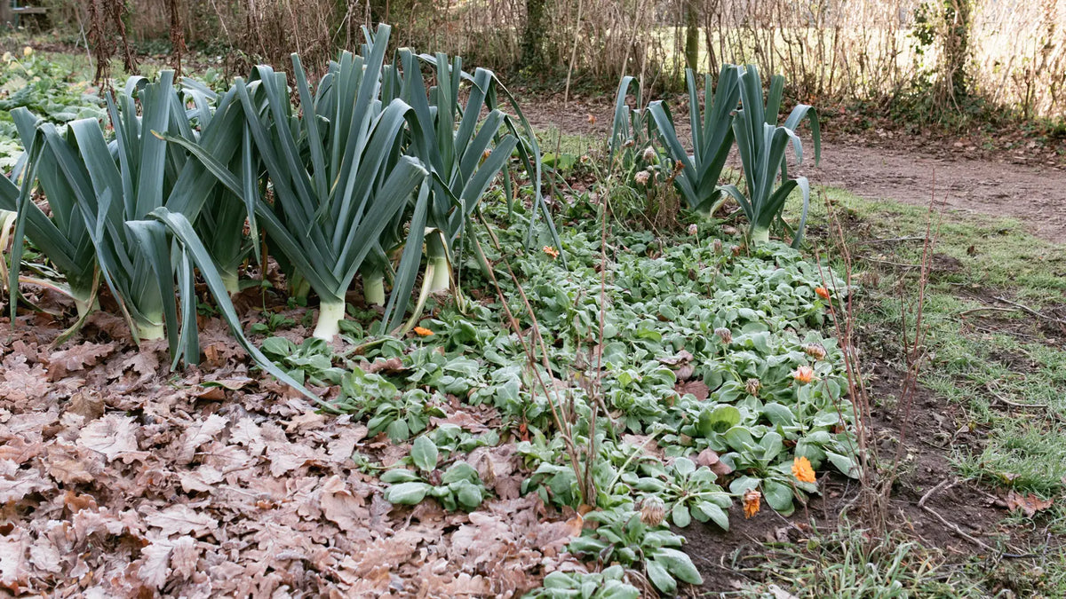 Potager en novembre : poireaux, rosettes de mâche et soucis ressemés sous un épais tapis de feuilles mortes couvert de givre.