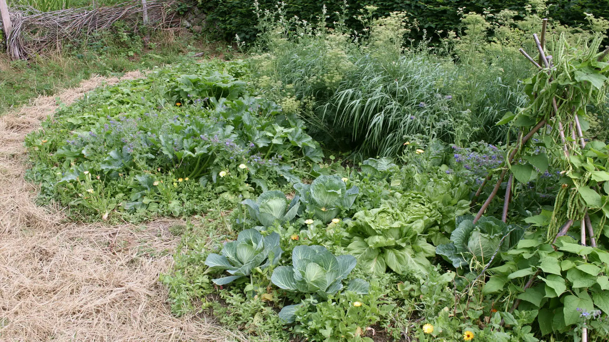 Potager semi-sauvage en été, planches aux contours irréguliers mêlant choux, laitues, soucis et bourrache, allée de paille au premier plan et coin laissé sauvage au fond