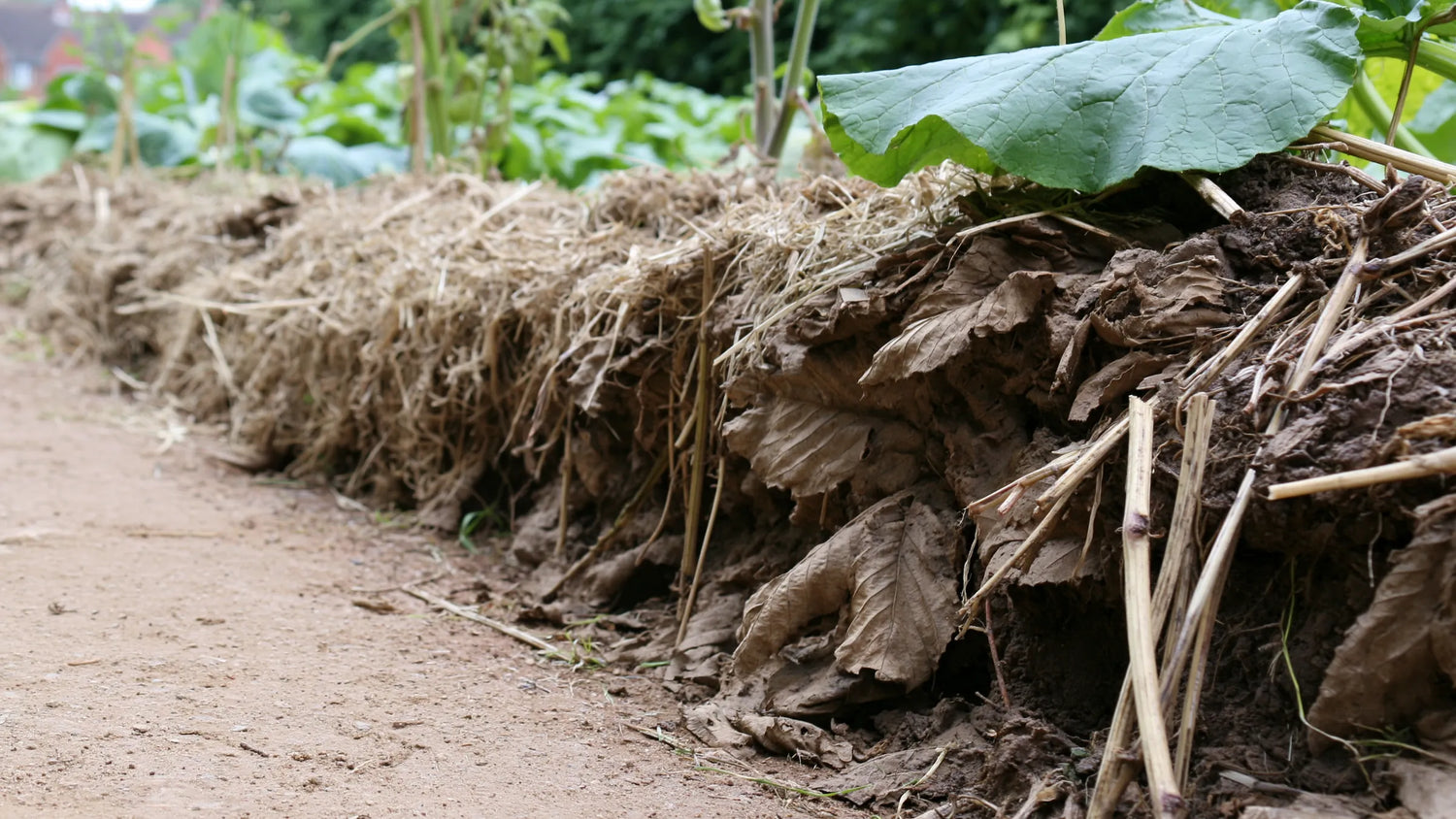 Vue au ras du sol le long d'une planche, une allée de terre sèche au premier plan et, juste à côté, une épaisse couverture de paillage de déchets du jardin dont on voit la tranche