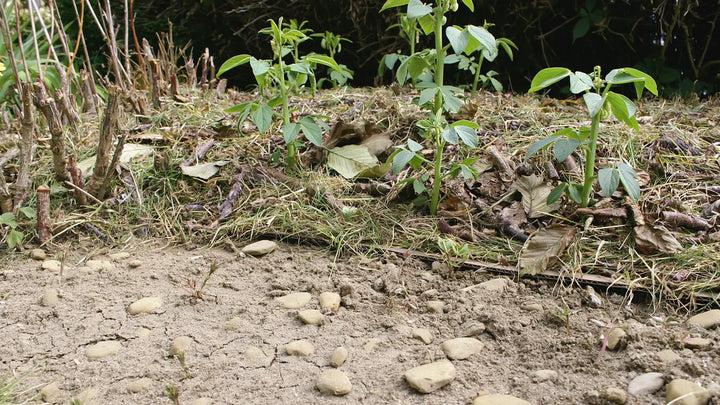 Quais sementes para um solo pobre e seco? Os nossos conselhos para cultivar mesmo assim
