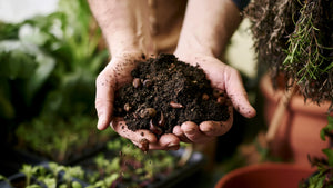 Deux mains tenant une poignée de terre humide mêlée de glands et de noyaux, dans un atelier de jardin