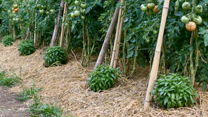 Rangée de tomates tuteurées avec un pied de basilic touffu au pied de chacune, sur paillage de paille