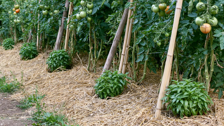 Combinar tomates e manjericão: mito ou realidade?