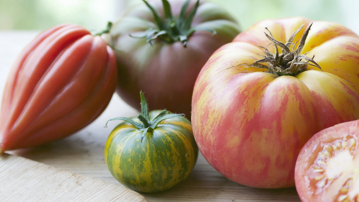 Quatre variétés de tomates anciennes aux formes et aux couleurs dissemblables, et un fruit coupé montrant ses loges pleines de graines plates.