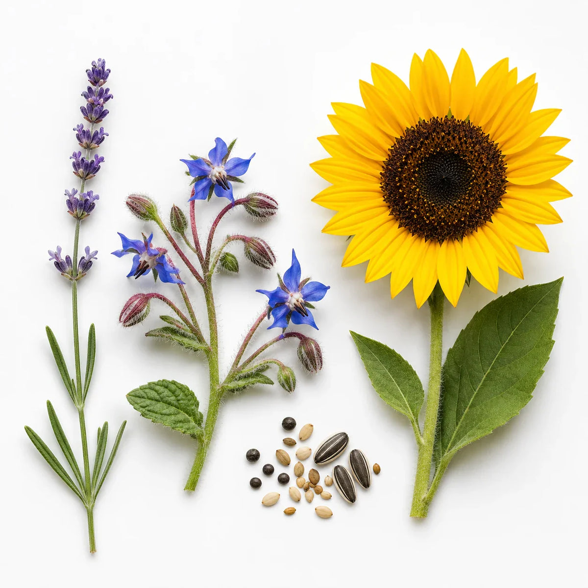 Plantes mellifères
