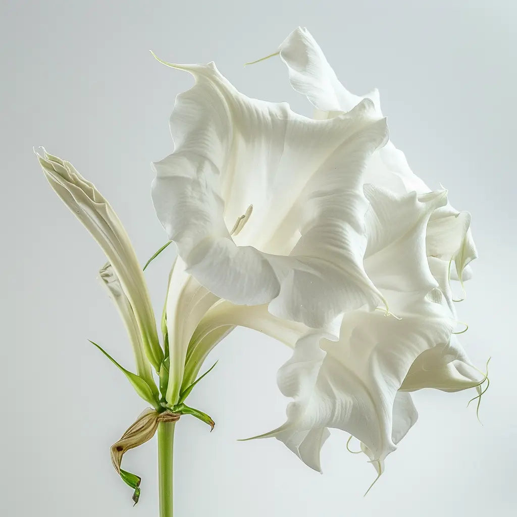 15 Graines de Trompette des Anges blanche (Brugmansia suaveolens)