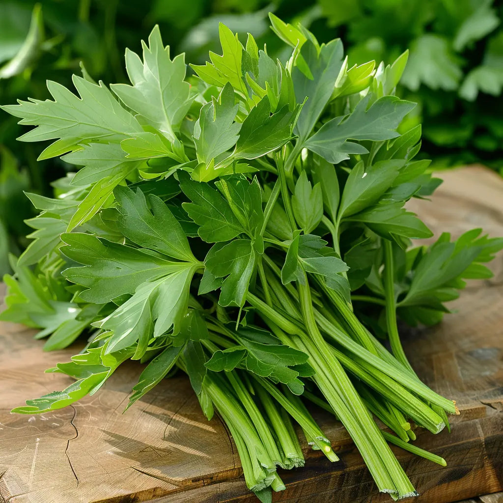 300 seeds of lovage (levisticum officinale) perpetual celery